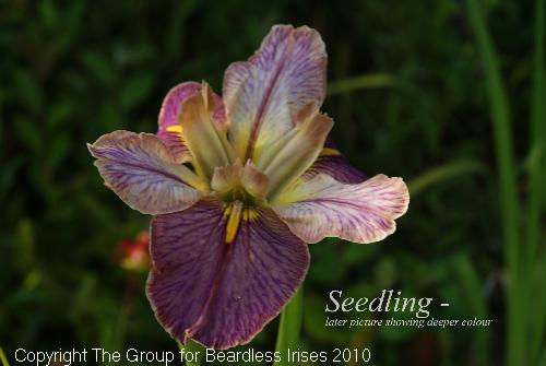 seedling 2